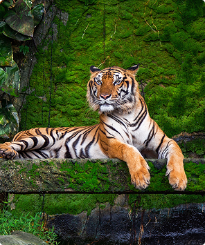 An Indian Wine and Tiger Safari Experience