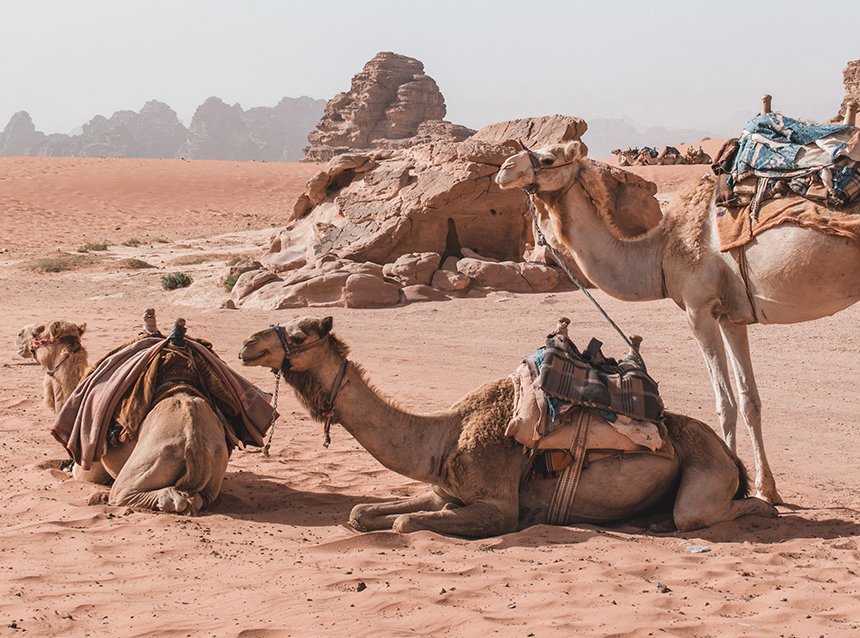 An Ecological Adventure in Jordan